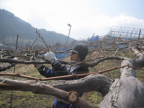 信州 長野県 生坂村 ぶどうの剪定