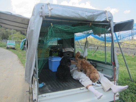 信州 長野県 生坂村 軽トラ 季来里ふぁーむ・すずき