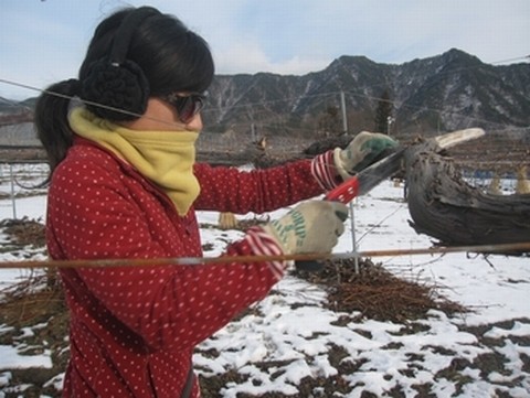 信州 長野県 生坂村 巨峰狩り