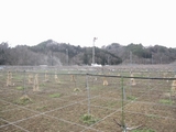 信州 長野 生坂村 種なしぶどう