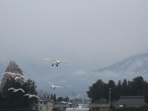 信州 長野県 安曇野 白鳥