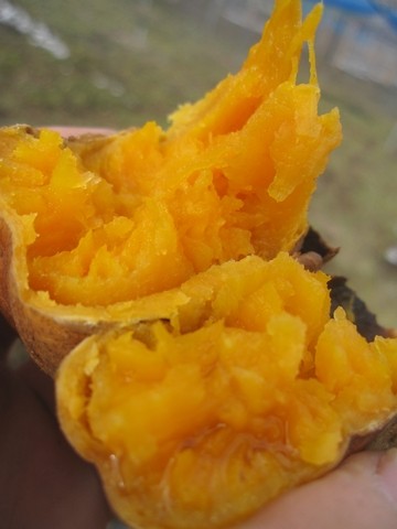 信州 長野県 生坂村 ぶどう 焼き芋