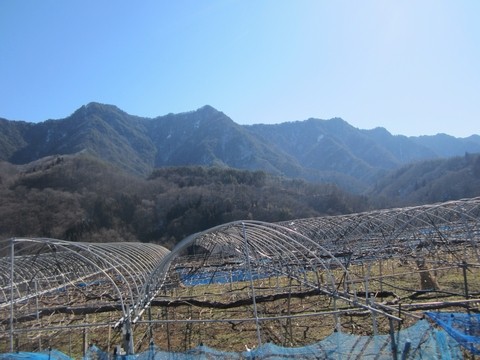 信州 長野県 生坂村 ナイヤガラ 季来里ふぁーむ・すずき