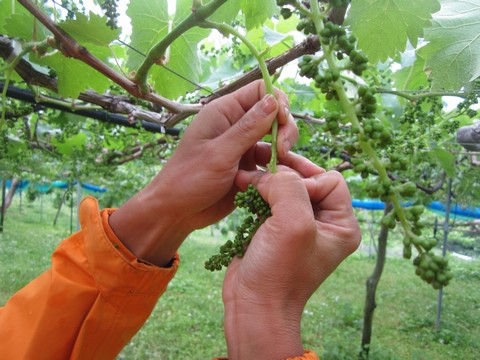 信州 長野県 生坂村 ぶどう狩り 季来里ふぁーむ・すずき