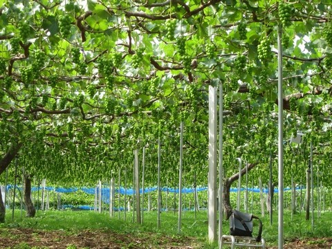 信州 長野県 生坂村 巨峰狩り 季来里ふぁーむ・すずき