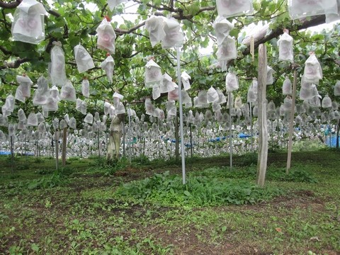 信州 長野県 生坂村 巨峰 きらりふぁーむ