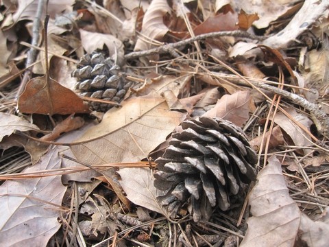 信州 長野県 生坂村 ぶどう