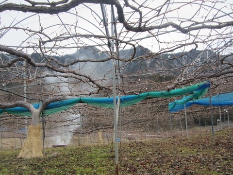 信州 長野県 生坂村 ぶどう 剪定