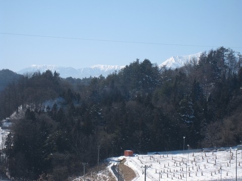 信州 長野県 生坂村 巨峰
