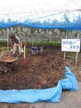 信州 長野県 生坂村 ぶどう園