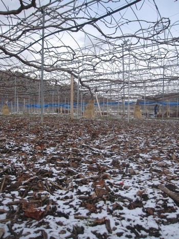 信州 長野県 生坂村 巨峰