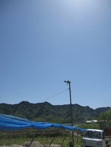 信州 長野県 生坂村 ぶどう