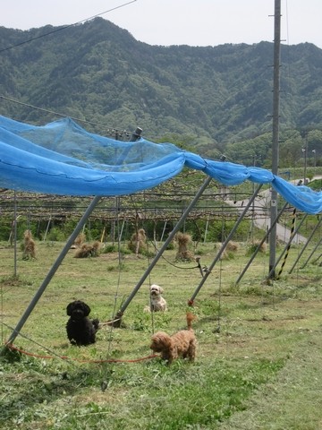 信州 長野県 生坂村 ぶどう きらりふぁーむ
