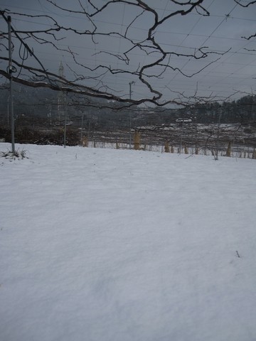 信州 長野県 生坂村 巨峰狩り