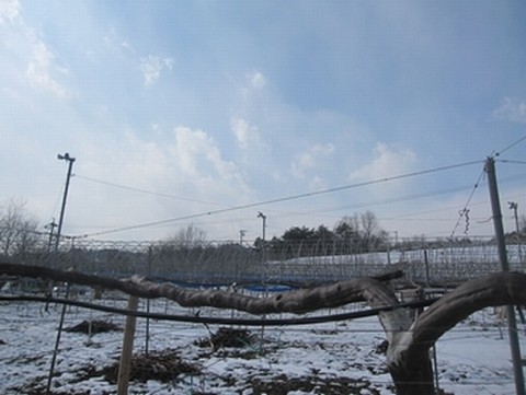 信州 長野県 生坂村 種なしぶどう