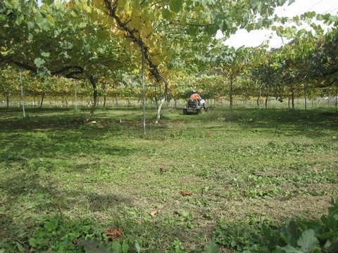 信州 長野県 生坂村 ぶどう狩り きらりふぁーむ