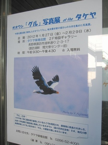 信州 長野県 諏訪湖 オオワシ グル