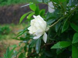 CIMG2302-1