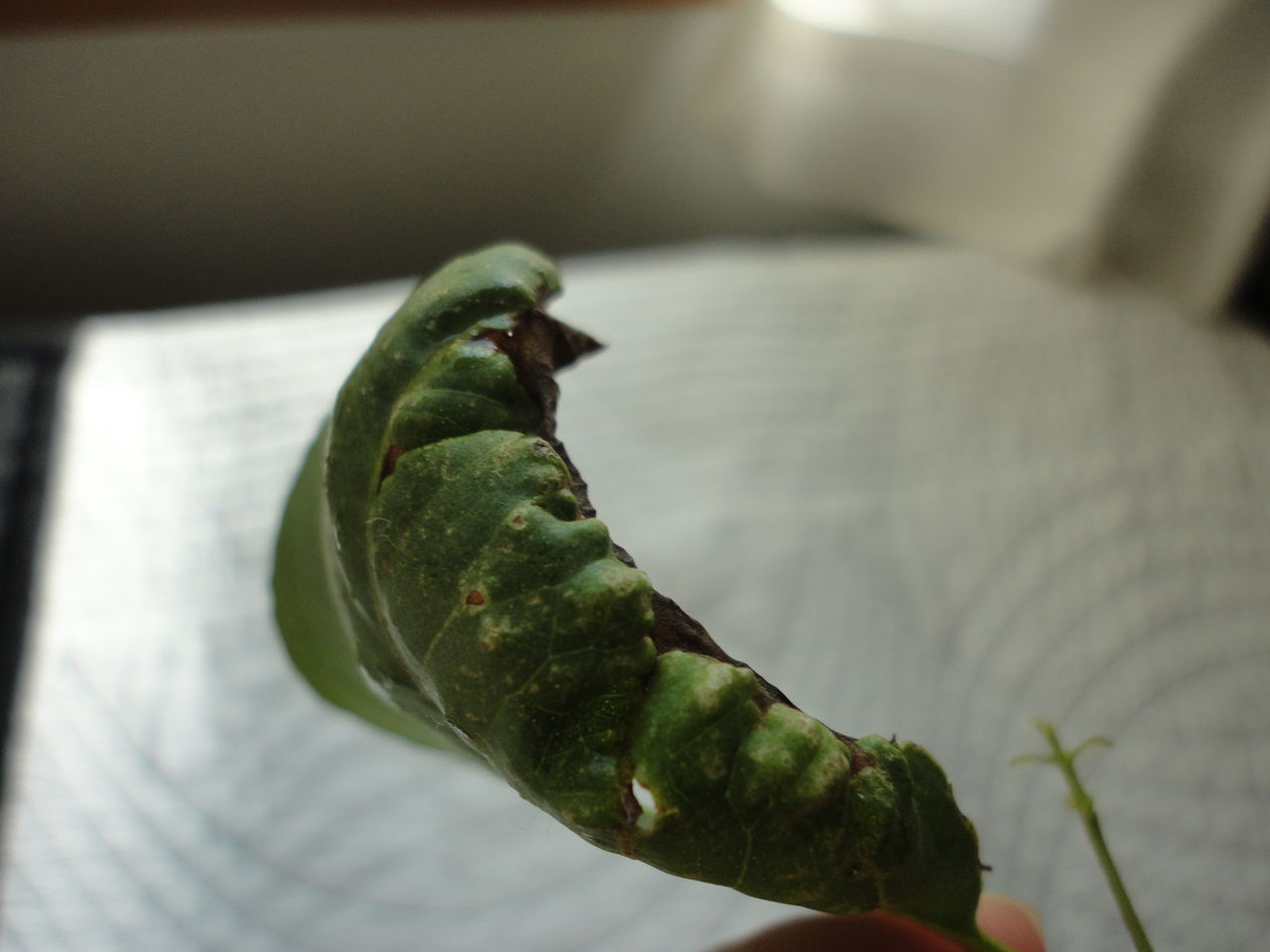 レモン eucalyptus植物の力 Kaorinoekiのblog レモン eucalyptus植物の力 Kaorinoekiのblog