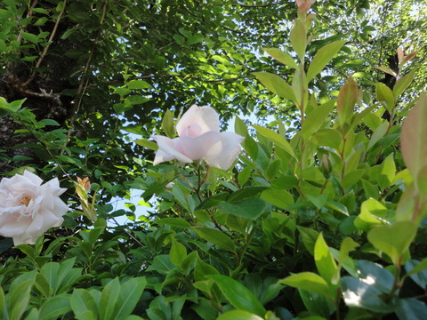 DSC00779