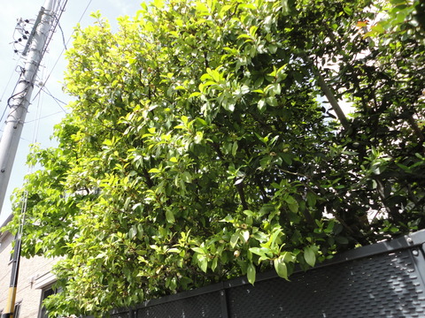 DSC00775