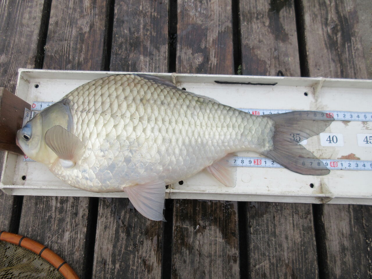 12 16 ｂａｂａ の池 おばちゃん本舗 群馬板倉町 マイリーちゃんのヘラ日記