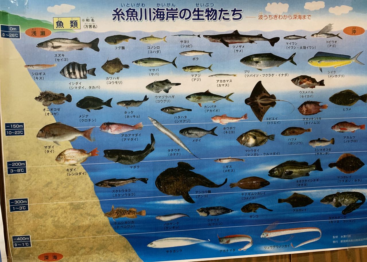 糸魚川海岸の生物たち 吹奏楽 楽長の独り言 クラシックなやつ