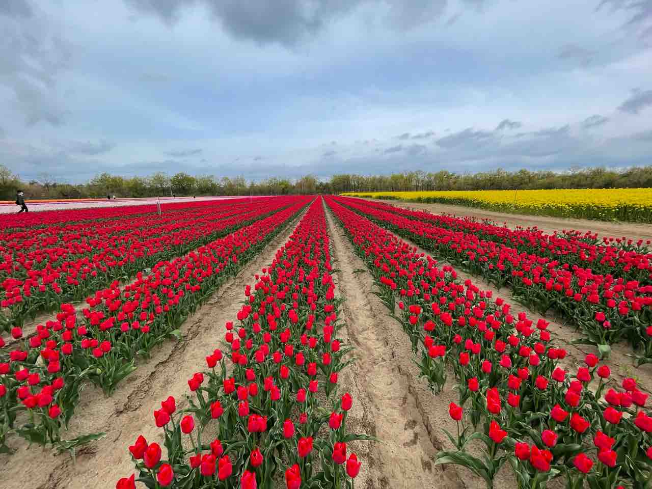 チューリップフェスティバル 胎内市 吹奏楽 楽長の独り言 クラシックなやつ