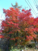 DSCN1130