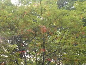 DSCN4964