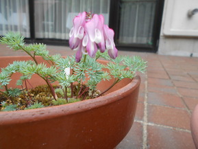 DSCN4531