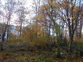DSCN5881