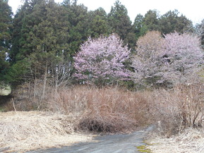 DSCN4136