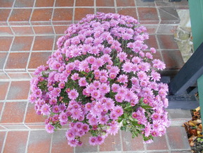 DSCN7852