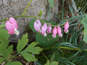 DSCN2218