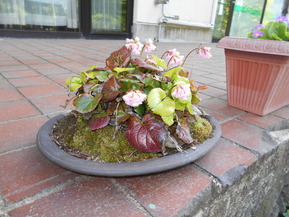 DSCN6571