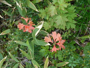 DSCN0970