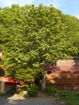 DSCN4494