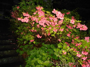 DSCN4532