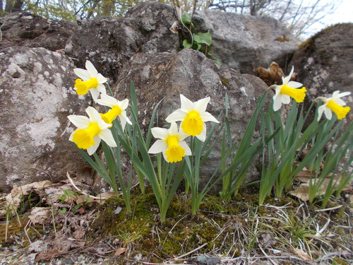 DSCN4005