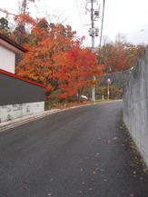 DSCN1233