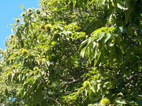 DSCN0423
