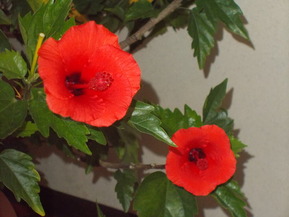 DSCN1460