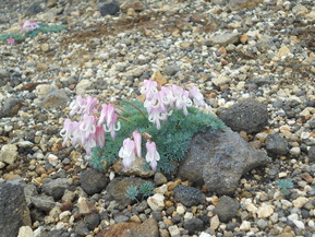 DSCN2667