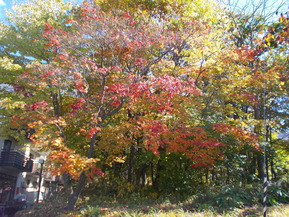 DSCN0884