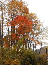 DSCN7936