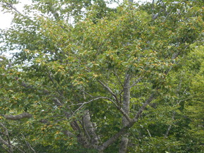 DSCN0916