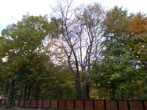 DSCN0809