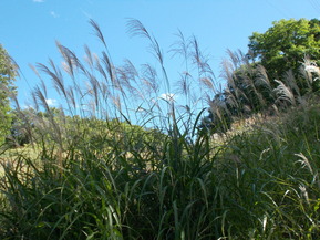 DSCN0458
