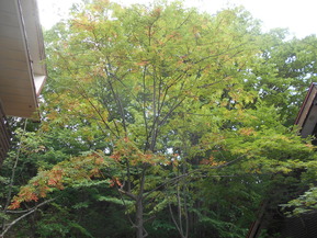 DSCN0966